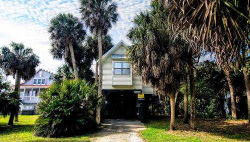 Green Parrot - Photo 2