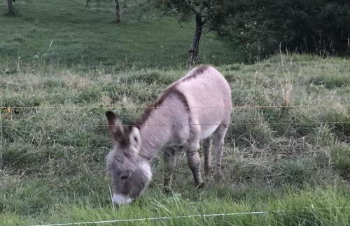 Escale Ugine - Foto 38