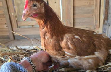 El Racó dels Mussols 1 - Foto 27