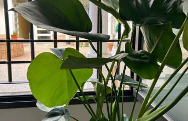 El rincón exquisito - Foto 16