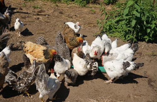 Gronewald's Mountain View Holidays - Foto 24