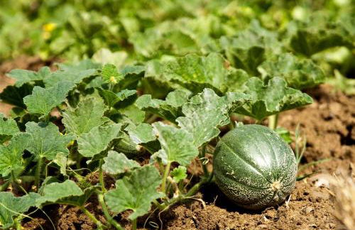 Pie' d'Ulivo - Foto 94