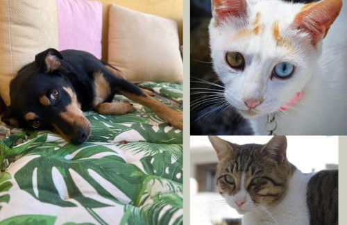 Popis Maison - Photo 56