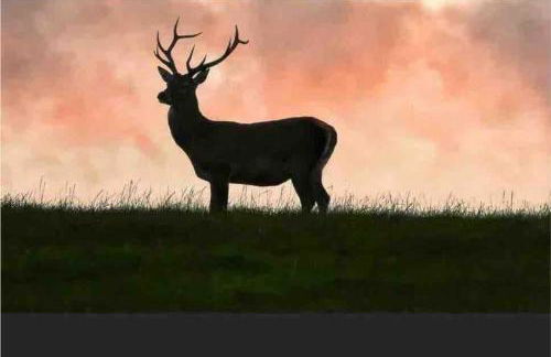 Fraoch, Pets welcome - Foto 46