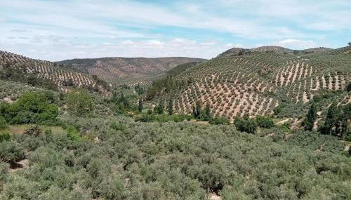 El Almendro de la Tia Teresa - Foto 2