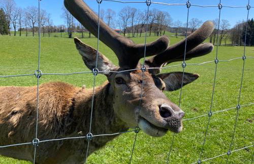 Hofwies-Exklusiv - Privates Luxus-Boutique Ferienhaus 8 Pax - Foto 43