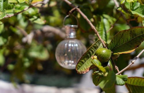 Vivelorural Los Tableros Agaete great terrace - Foto 19