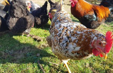 Self-Catering Suite in rural guest house 10 min to Islay Ferry Terminal - Foto 19