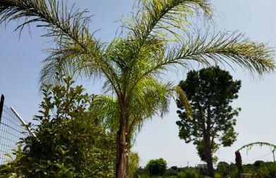 Villa Brachychiton - Foto 37