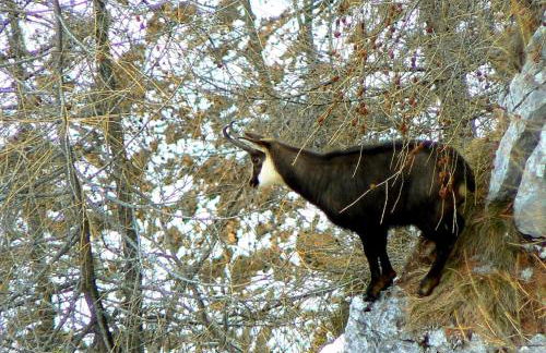 Baita Valon - Alpine Hideaway - Foto 39