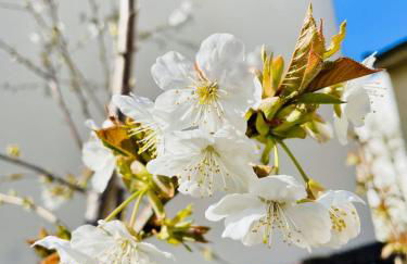 Jardin Vert - Maison Familiale Paris Sud - Foto 22
