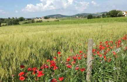 Agriturismo cavallin del papa - Foto 49