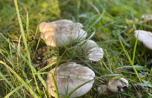 Sauerland-Häuschen Kleine Auszeit - Foto 25