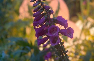 Kaszubski Dom Podcieniowy Bohema - Foto 38