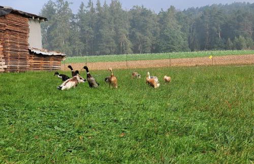Ferienwohnung Wiesenhof - Foto 42