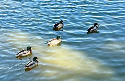 L’Archipel de Talmont - Foto 43