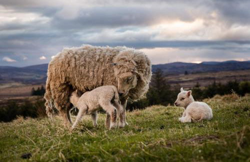 The High Croft - Foto 27