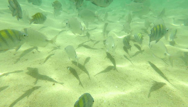 Bombinhas Day Trip + Sepultura Beach Snorkeling - Foto 5