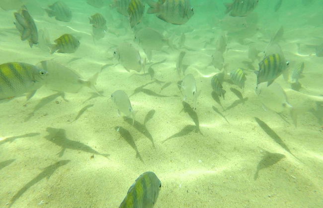 Bombinhas Day Trip + Sepultura Beach Snorkeling - Photo 5