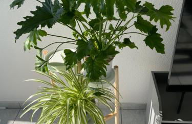 SunnyF2- EuroAiport-Basel-TrainStation-CityCenter - Photo 35