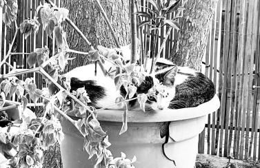 EcoCasa Neapolis - Foto 23