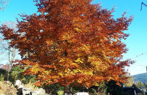 Ferienwohnung Rotbuche - Foto 22