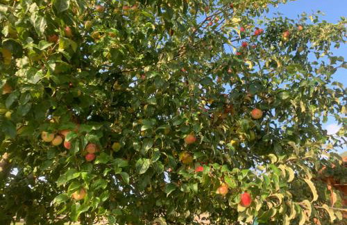 Pod Dziką Jabłonią - Foto 18