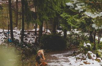 Szczytny Zakątek Apartamenty - Foto 35