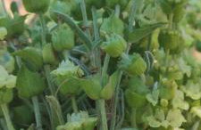 Tsigaridas Mountain Home - Foto 65