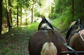 Stilvolle Ferienwohnung im Eichsfeld - Foto 32