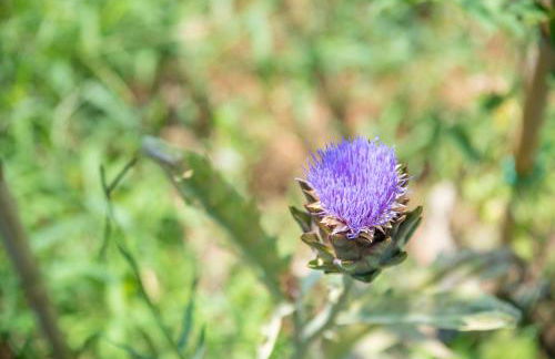 Villetta Olivastro - Foto 25