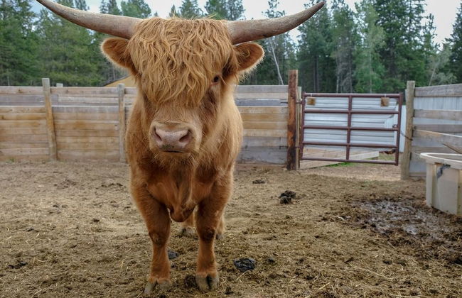 Beautiful Log Chalet Near Fernie, BC - Foto 31