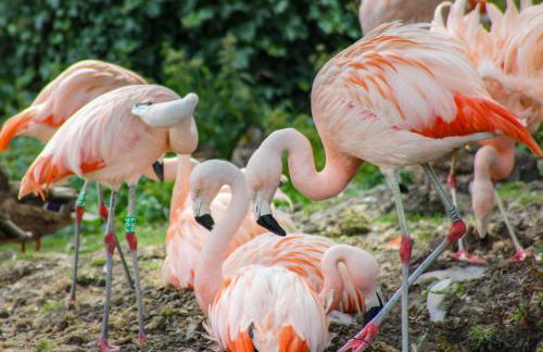 Pine Lodge - Foto 70