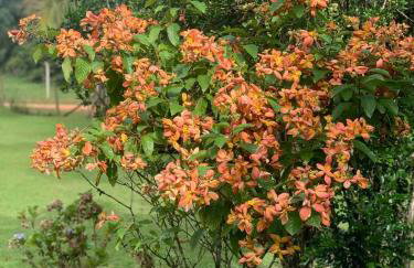 Refúgio do Brilhantte-Belo sítio com piscina e spa - Photo 36