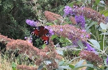 Nightingale Lodge - Adults Only - Foto 11