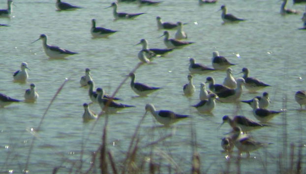 Parc naturel et national Doñana - Photo 4