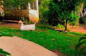 LUMA - Casa de Hospedaria - Foto 8