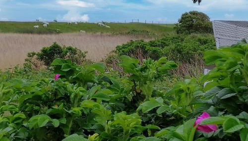 Ferienwohnungen Peters - Foto 5