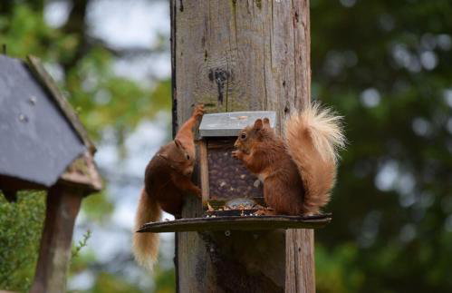 Craig Cottage - Photo 13