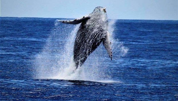 Humpback Whale Watching in Kailua-Kona - Foto 5