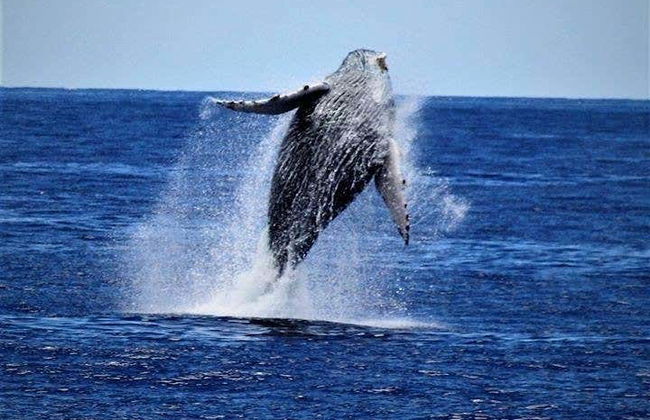 Humpback Whale Watching in Kailua-Kona - Foto 5