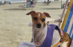 Frente ao Mar Living Aconchegante pet friendyr - Foto 54