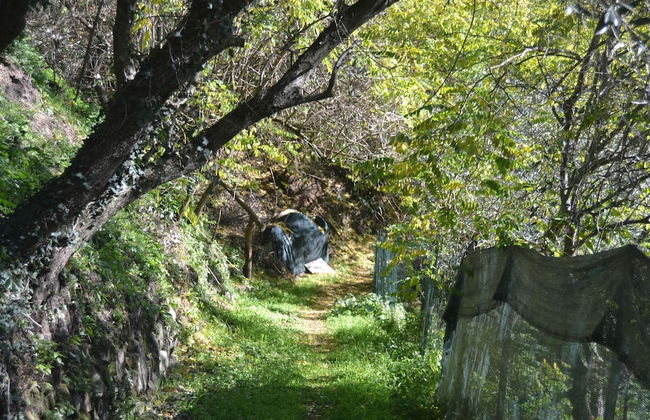 Cottage in Marliana With Private Pool - Foto 26