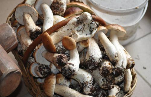 Agroturystyka Leśna Chata - Foto 27