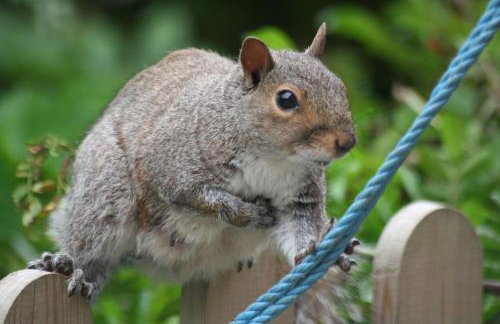 Swansea Valley Holiday Cottages - Foto 93