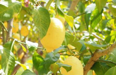 Marty&Olly Luxury Garden Apt - Foto 45