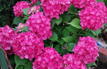 Apartment Milica - Foto 15