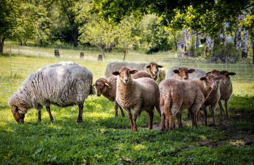 Sonnenscheinhaus Wohnung 3 - Foto 9