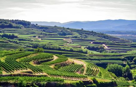 Haus im Weinland - Ihringen - Photo 21