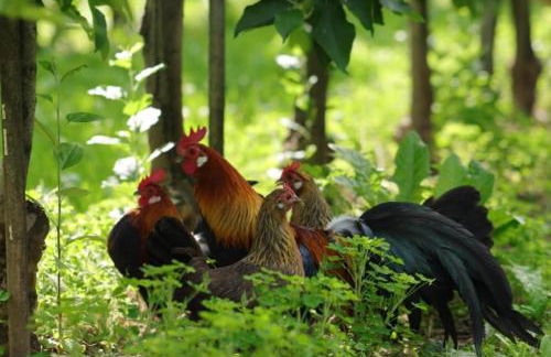 Bergchalet Mirabell - Hofgut - Foto 16